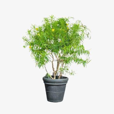 Thevetia Peruviana Plant